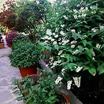 公寓 Tzaneria Skiathos